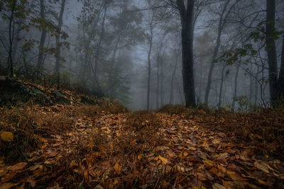 Trees growing in forest during foggy weather