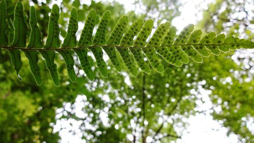 Close-up of fresh green leaves