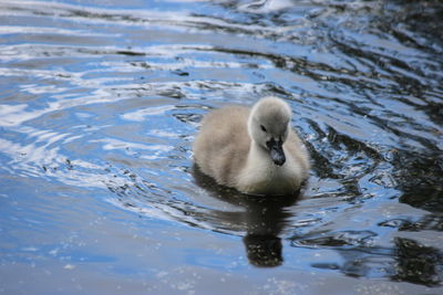 View of duck in lake