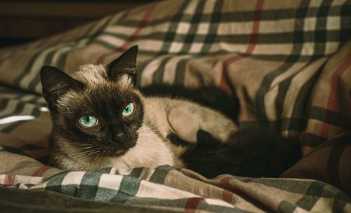 Portrait of cat relaxing on bed at home