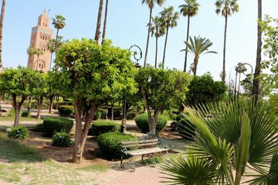 Palm trees in garden