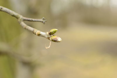 Close-up of insect on tree