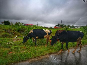 Cows on field against sky