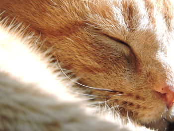 Close-up of cat sleeping