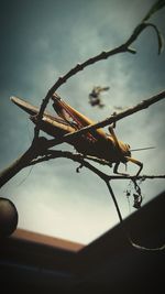 Close-up of insect against sky