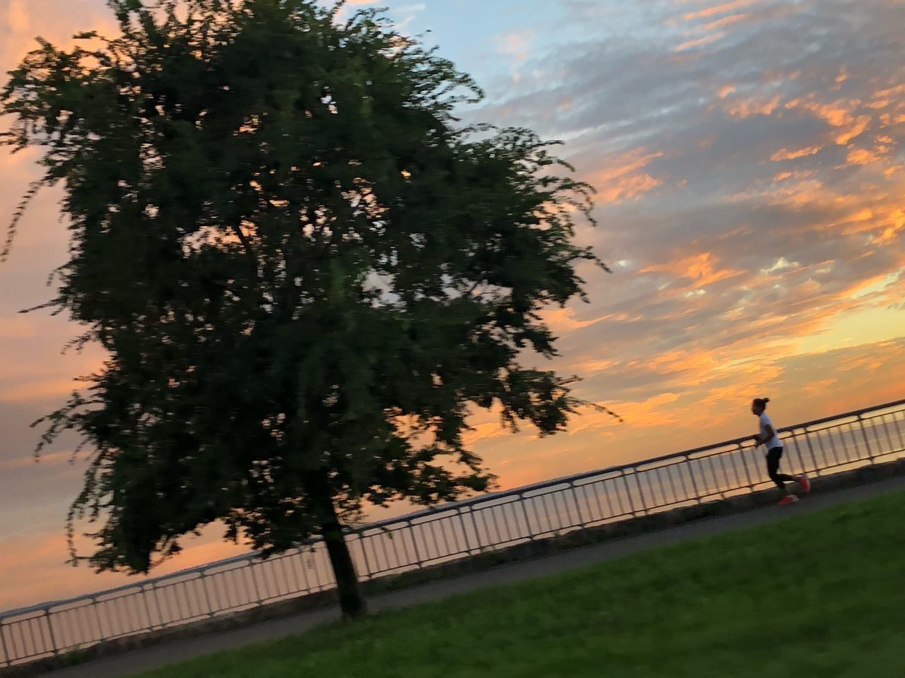 TREE AGAINST ORANGE SKY