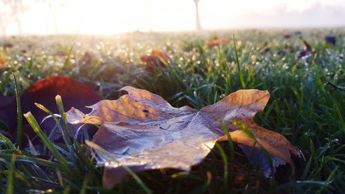 Close-up of maple leaf during autumn