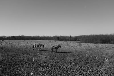 Horses on field against clear sky