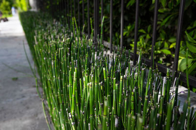 Close-up of bamboo plant on field