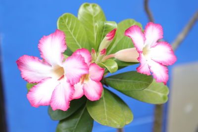 Close-up of pink flowering plant