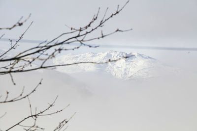 Close-up of bare branches