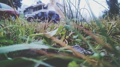 Surface level of grass
