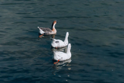 Bird swimming in lake