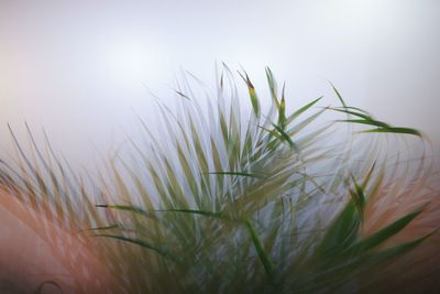 Close-up of blade of grass against sky