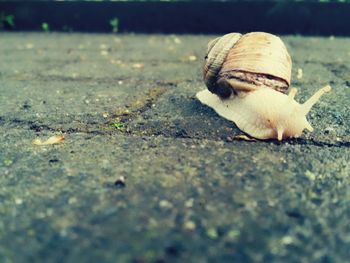 Close-up of snail