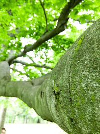 Close-up low angle view of tree