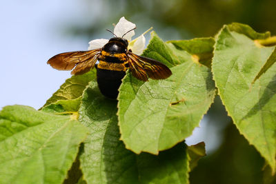 Close-up of insect on leaf