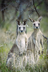 Close-up of kangaroos in a field