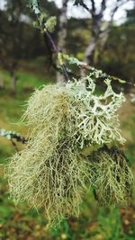 Close-up of wilted flower