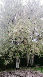 Trees growing in a park
