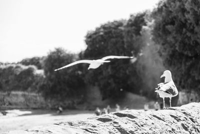 View of seagull flying against the sky