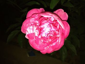 Close-up of pink rose