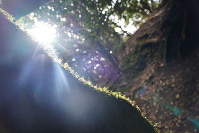 Low angle view of sunlight streaming through tree