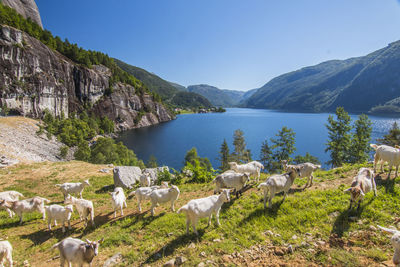 Scenic view of goats walking on mountains by lake against sky