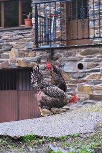 View of birds by the wall