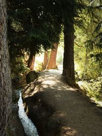 View of trees in sunlight