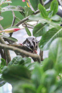 Low angle view of squirrel on tree