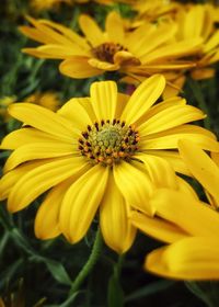 Close-up of yellow flower blooming outdoors