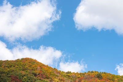 Low angle view of trees against sky