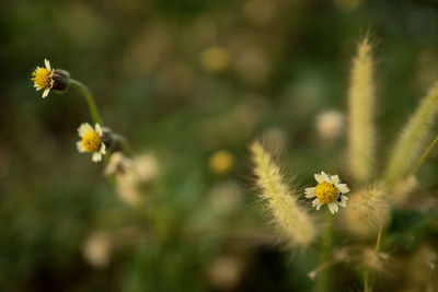 Close-up of yellow flowering plant on field