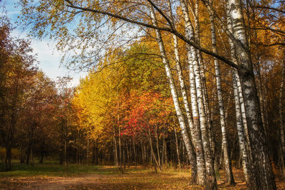 Trees in forest during autumn