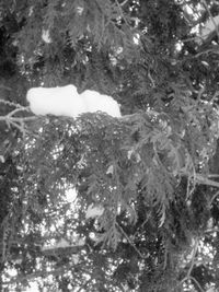 Close-up of snow on tree branch