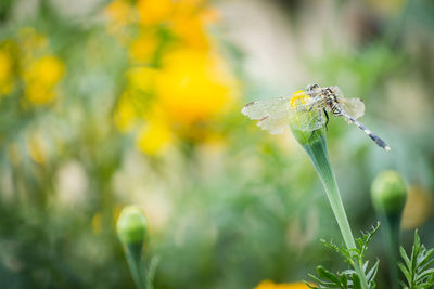 Close-up of insect on flower