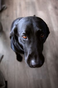 Portrait of black dog