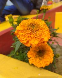 Close-up of yellow flower bouquet