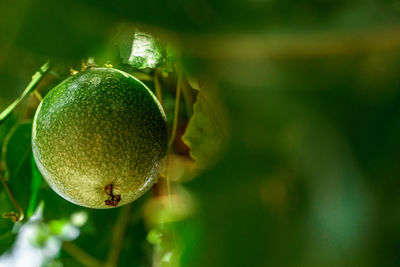 Close-up of fruit growing on tree