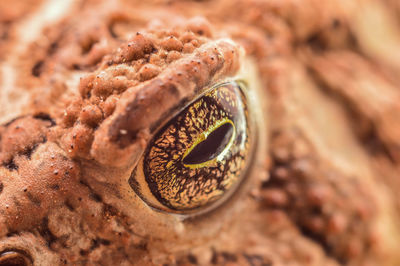 Macro shot of snake