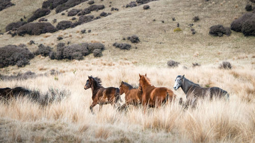 Horses in a field