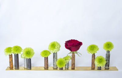 Close-up of flowers against white background