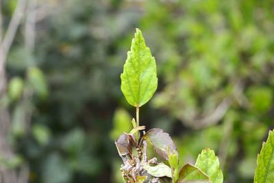 Close-up of plant