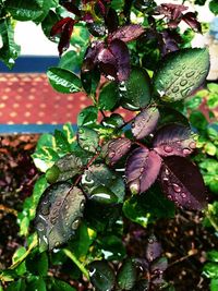 Close-up of fresh green plant