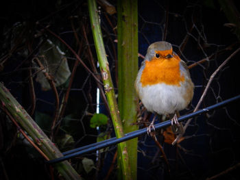 Bird perching on white background