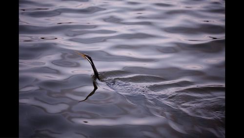 Two swimming in lake