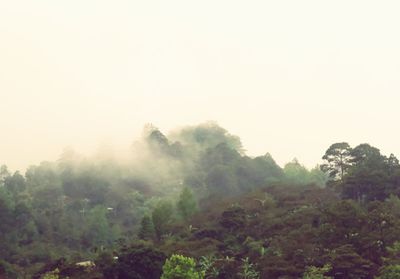 Trees in forest against clear sky