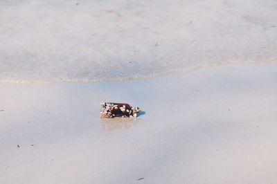 High angle view of crab on beach