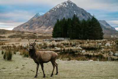 Deer standing on mountain